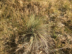 Poa colensoi