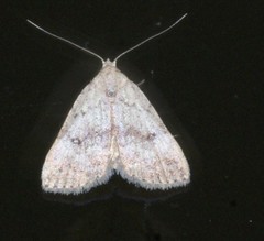 Tolpiodes oligolasia