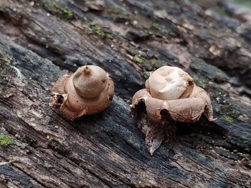 Geastrum