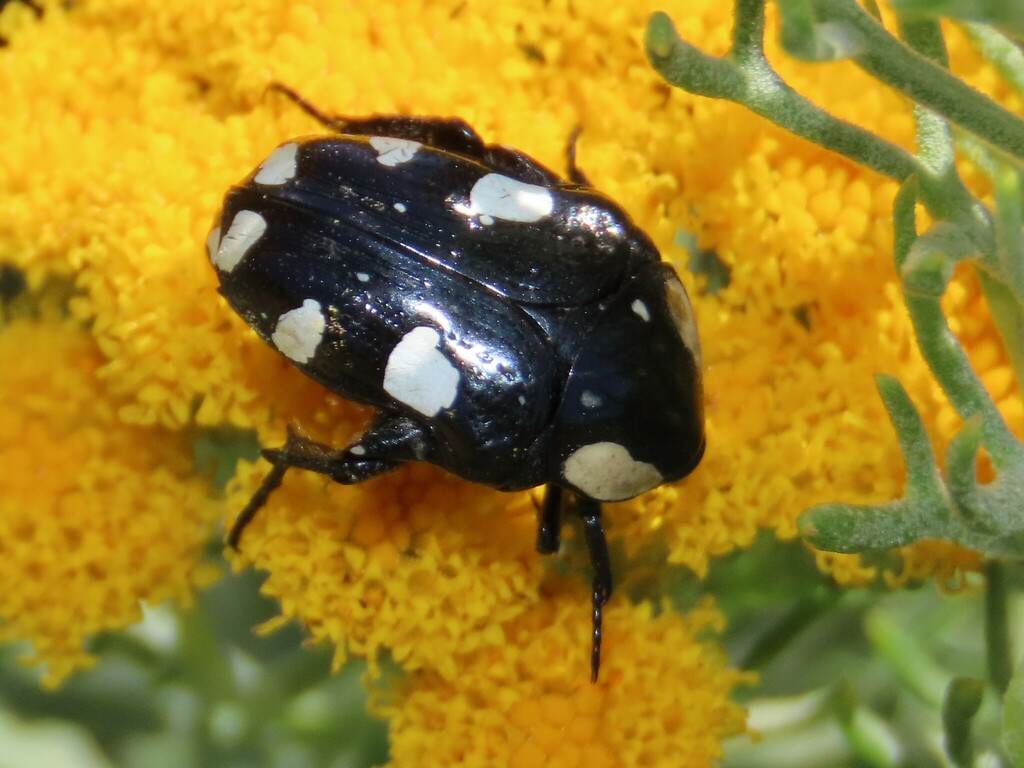 Common White-spotted Fruit Chafer from Riebeeck Kasteel, Riebeek ...