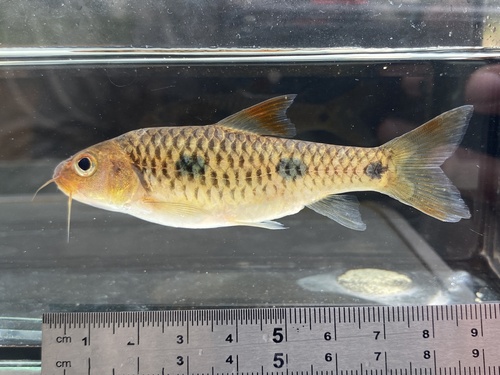 Liberian barb (Enteromius liberiensis) — Cyprinidae — 3