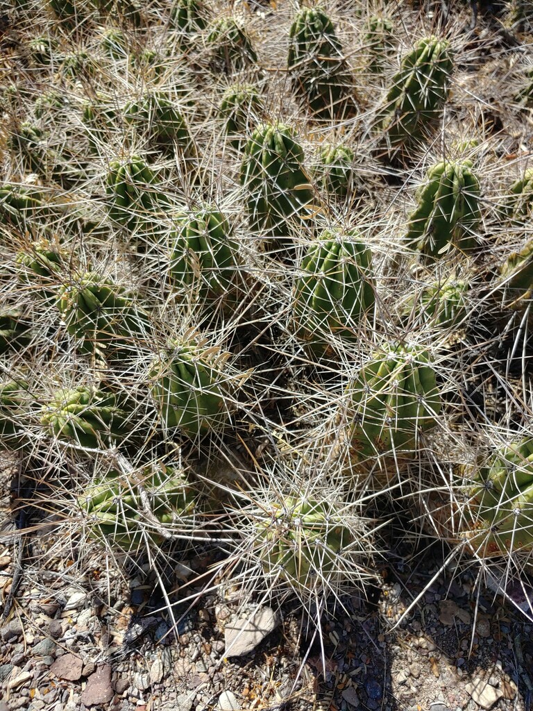 Echinocereus enneacanthus enneacanthus from Brewster County, TX, USA on