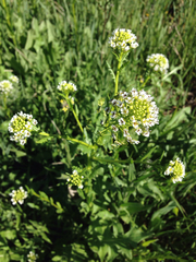Thlaspi arvense