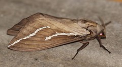 Abantiades argyrosticha