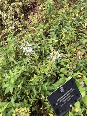 Orthosiphon aristatus