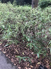 Arachnothryx leucophylla