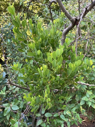 Angled Mistletoe (Phoradendron trinervium)