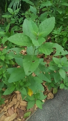 Varronia cylindrostachya