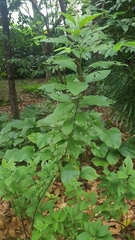 Varronia cylindrostachya