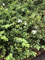 Jasminum laurifolium