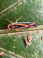 Soosiulus salutaris image