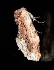 Parerastria castaneata