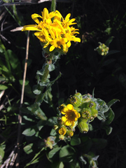 Senecio integerrimus