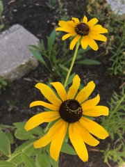 Rudbeckia