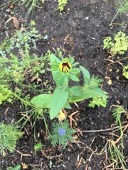 Rudbeckia