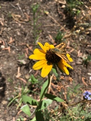 Rudbeckia