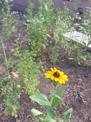Rudbeckia