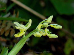 Orchis pauciflora