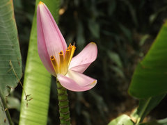 Musa ornata