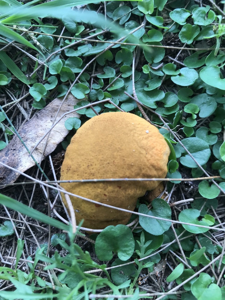 Calvatia rubroflava · March 2024 · photo: © tutitah (iNaturalist, cc0)