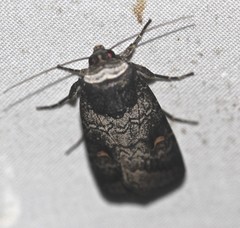 Proteuxoa restituta