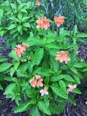 Crossandra infundibuliformis