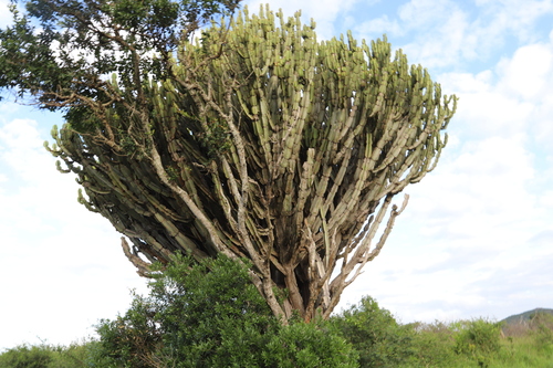 Euphorbia ingens