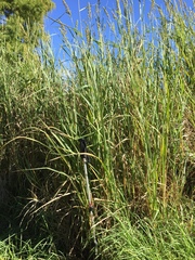 Echinochloa pyramidalis