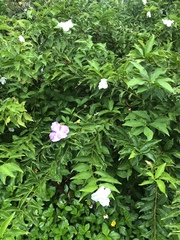 Brunfelsia uniflora