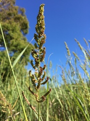Echinochloa pyramidalis