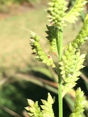 Echinochloa pyramidalis