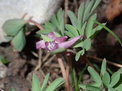 Corydalis intermedia
