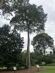 Alstonia pneumatophora