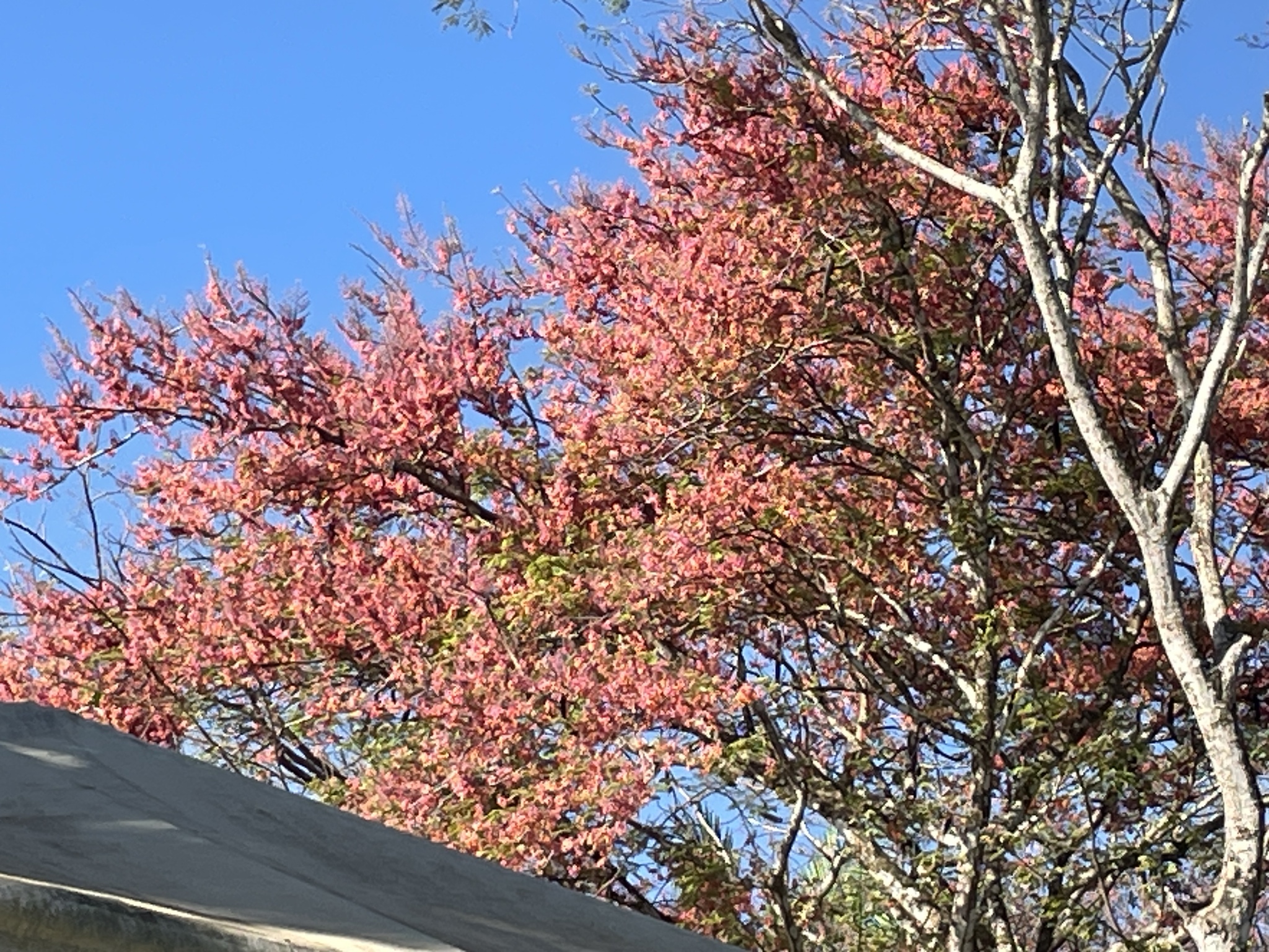 Imagem de Cássia-Rosa