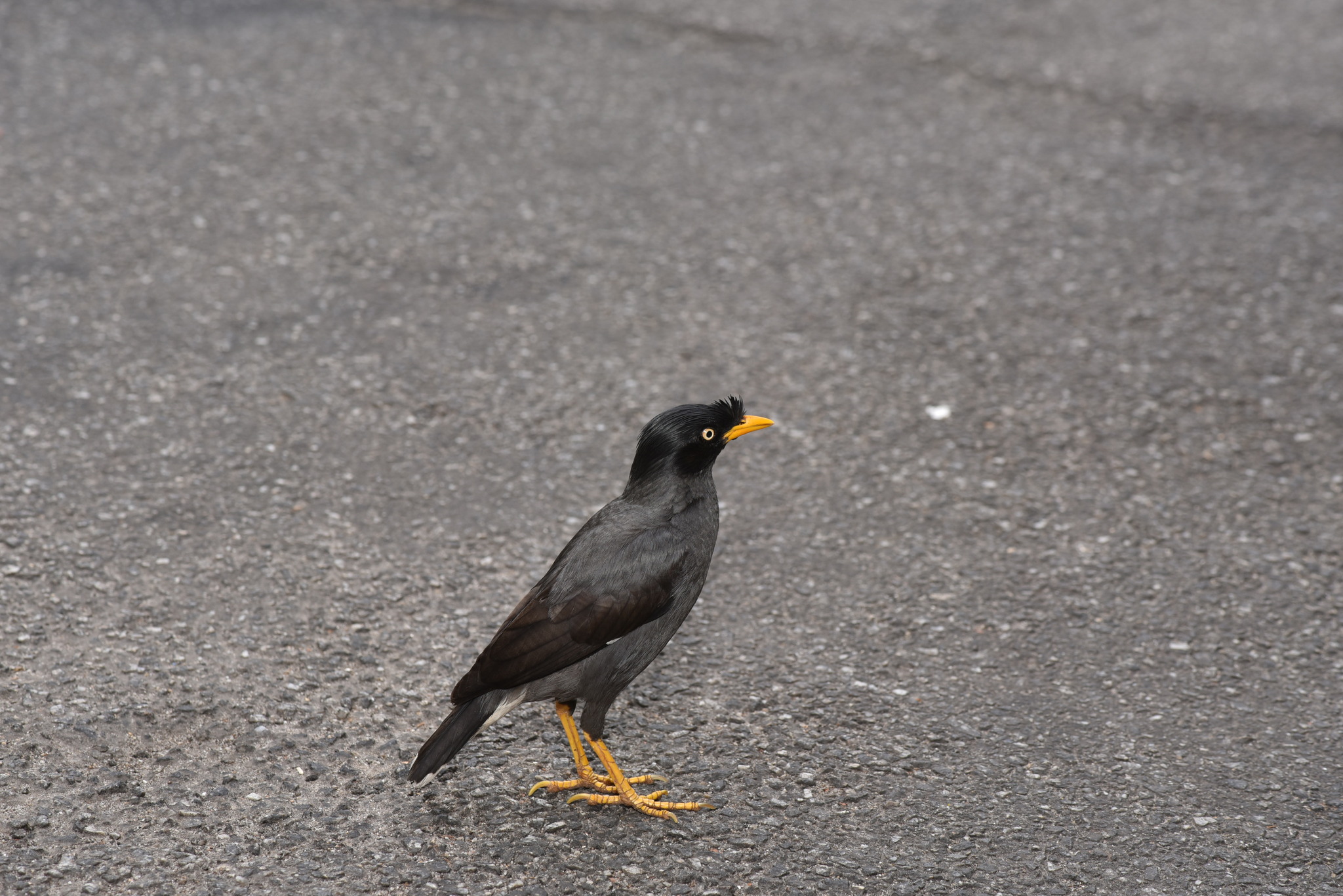 Javan Myna