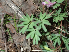 Corydalis intermedia