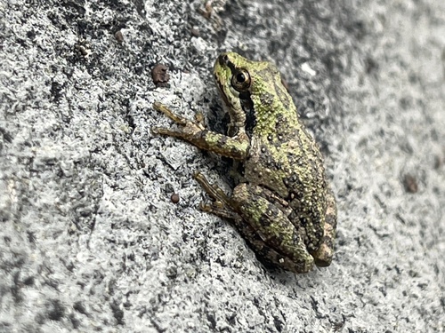 iNaturalist observation photo of Pacific chorus frog