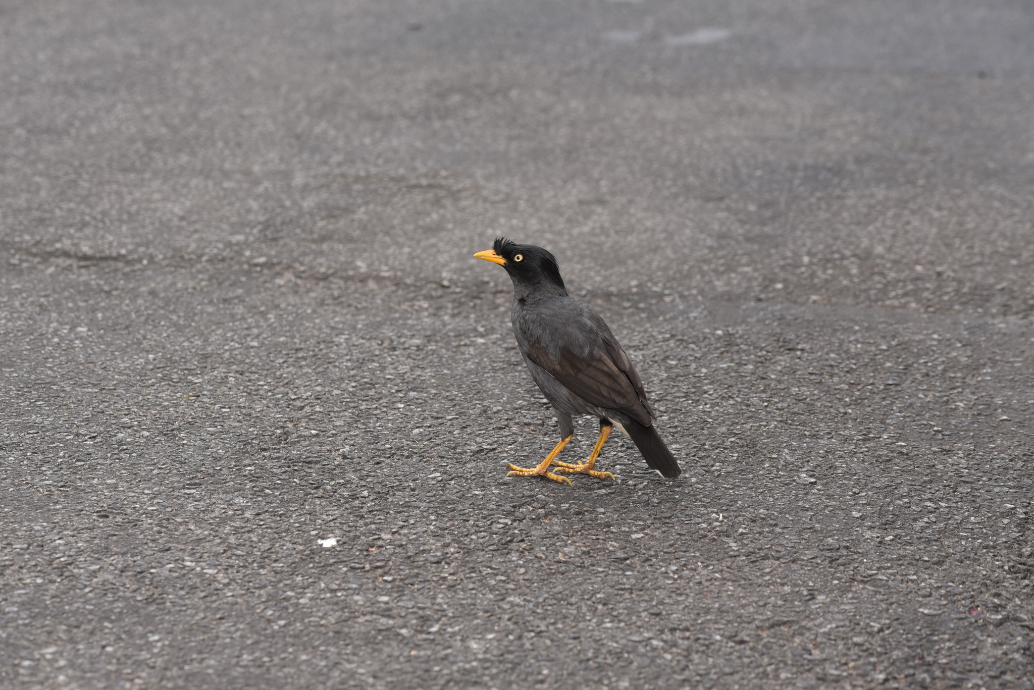 Javan Myna
