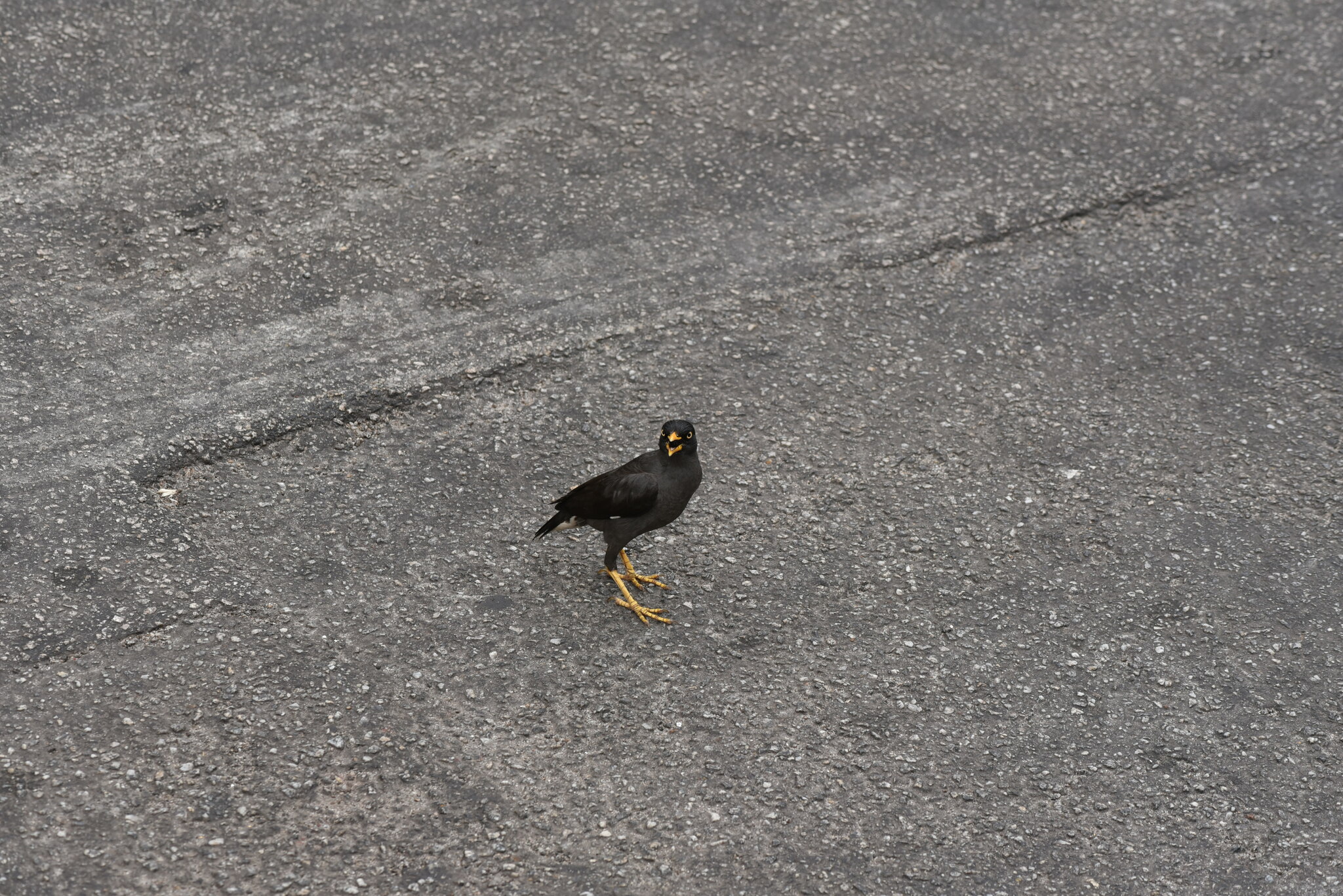 Javan Myna