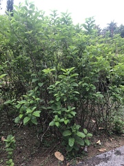 Clerodendrum calamitosum
