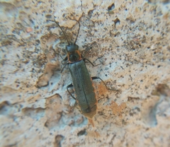 Cantharis pulicaria