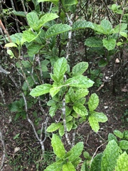 Clerodendrum calamitosum