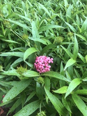 Arachnothryx leucophylla