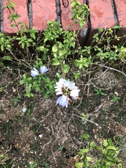 Sclerochiton harveyanus