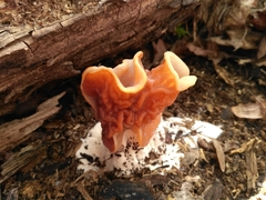 Gyromitra fastigiata