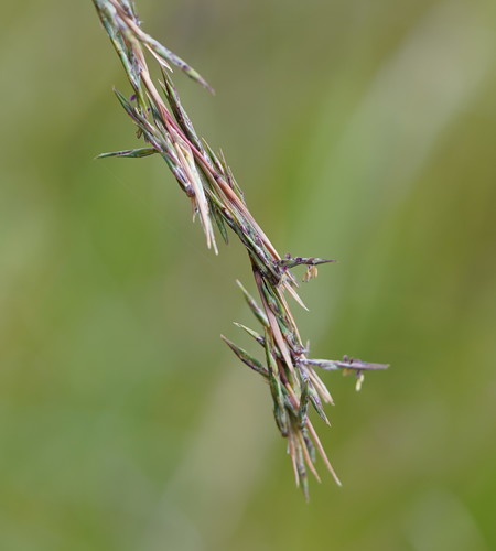 Cymbopogon refractus