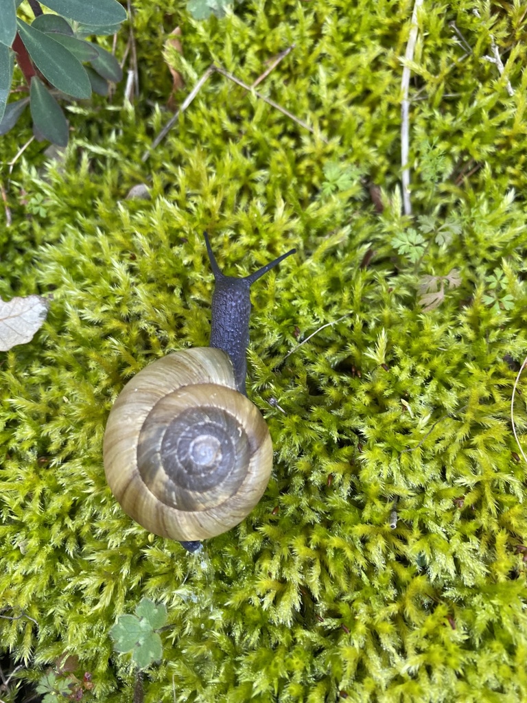 Zonites algirus from Parc Naturel Régional du Luberon, Robion, Provence ...