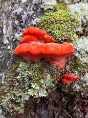 Aurantiporus pulcherrimus