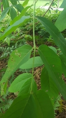 Lagerstroemia tomentosa