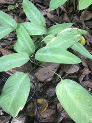 Stachyphrynium latifolium